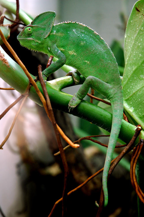 grüner Leguan?