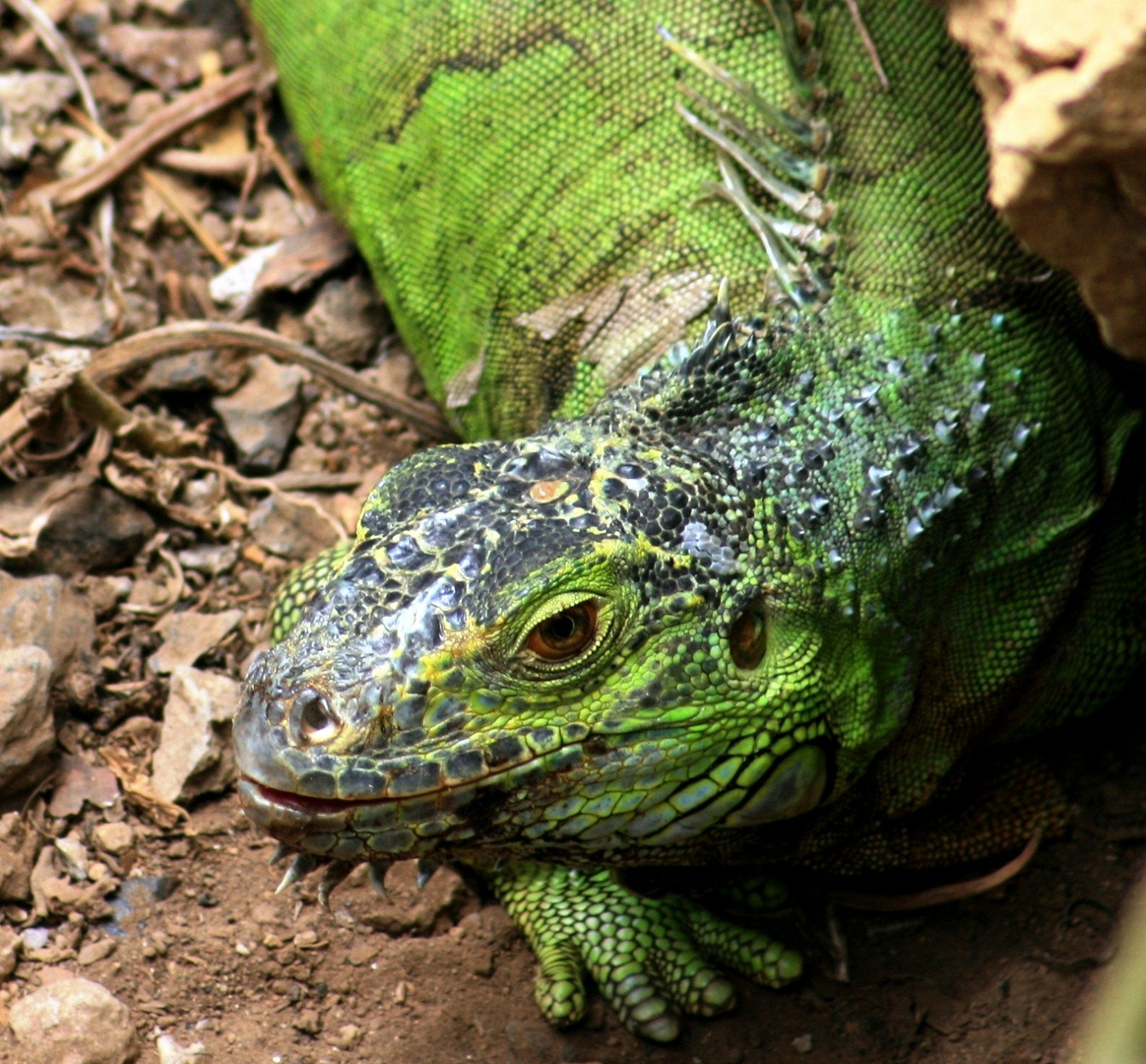 Grüner Leguan Felix