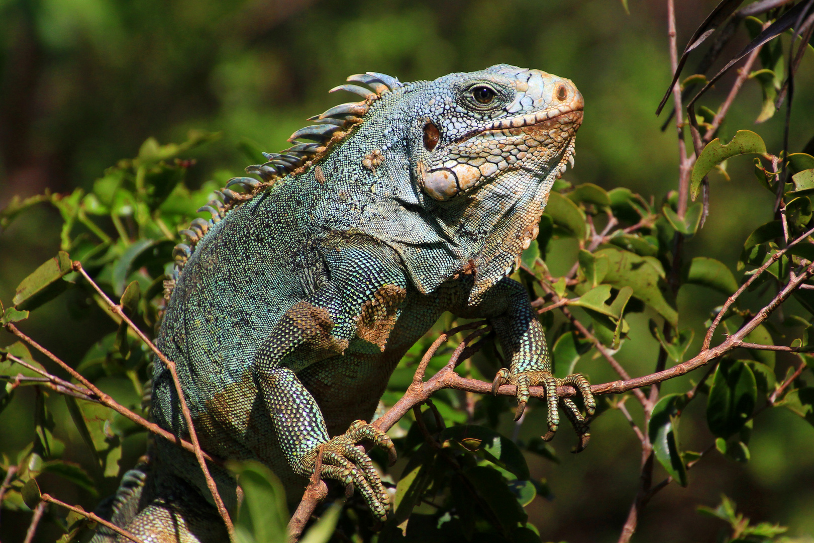 Grüner Leguan, Französisch Guayana