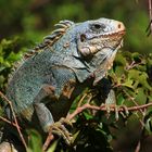 Grüner Leguan, Französisch Guayana