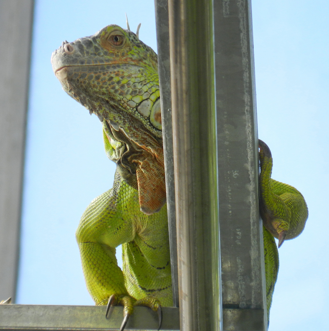 Grüner Leguan, freilaufend im botanischen Garten Bonn