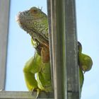 Grüner Leguan, freilaufend im botanischen Garten Bonn