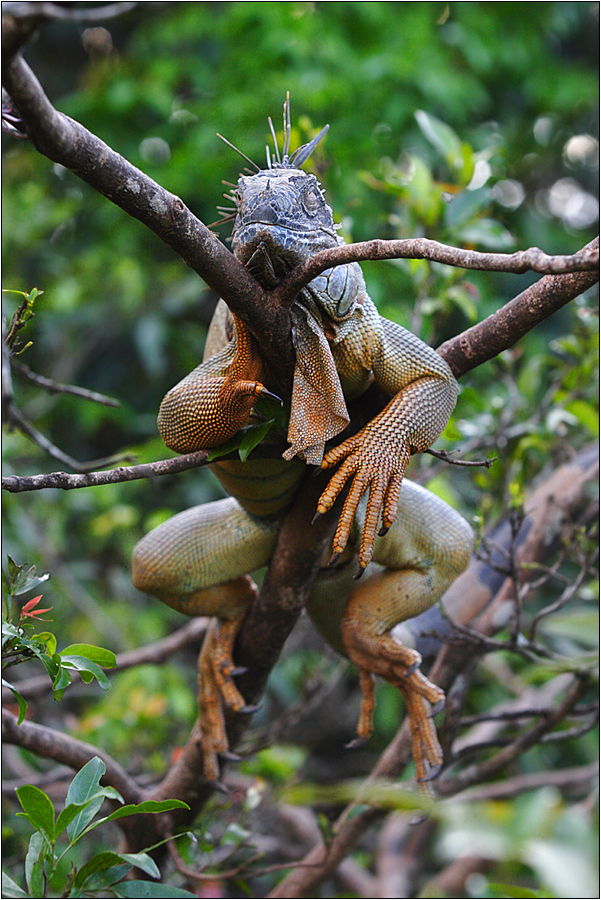 grüner leguan / green iguana / iguana iguana (60 cm)