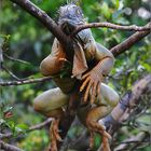 grüner leguan / green iguana / iguana iguana (60 cm)