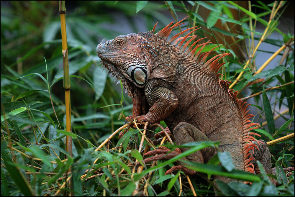 grüner leguan / green iguana / iguana iguana (60 cm)