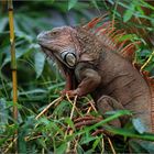 grüner leguan / green iguana / iguana iguana (60 cm)