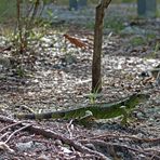Grüner Leguan - Green Iguana oder Common Iguana (Iguana iguana)