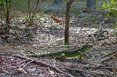 Grüner Leguan - Green Iguana oder Common Iguana (Iguana iguana)