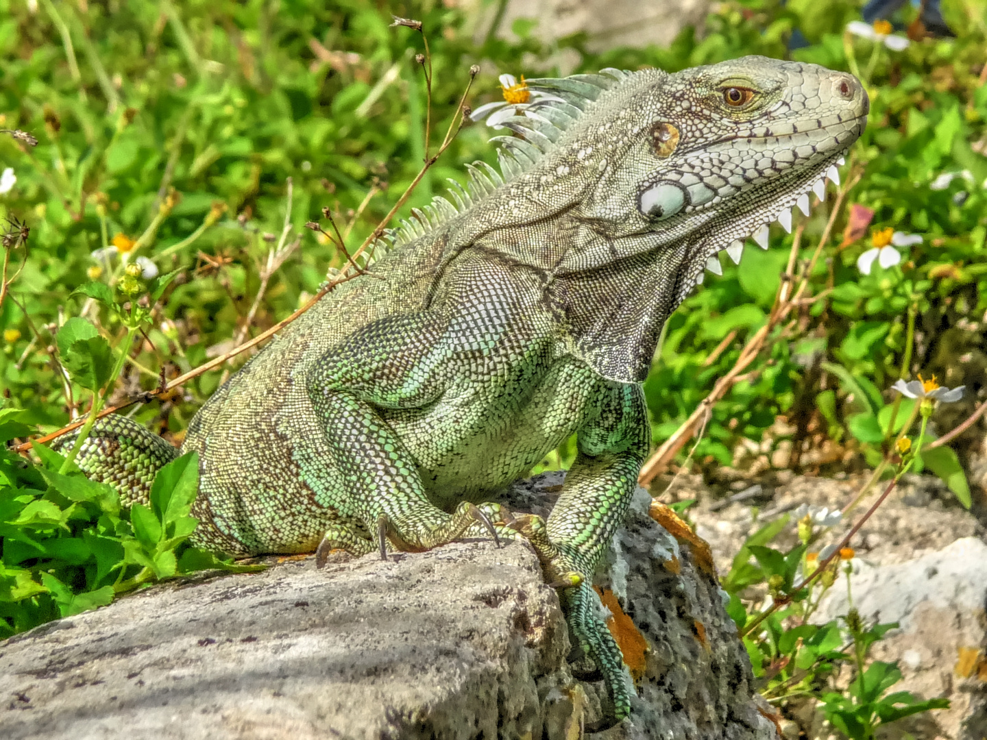 Grüner Leguan / Guadeloupe