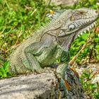 Grüner Leguan / Guadeloupe