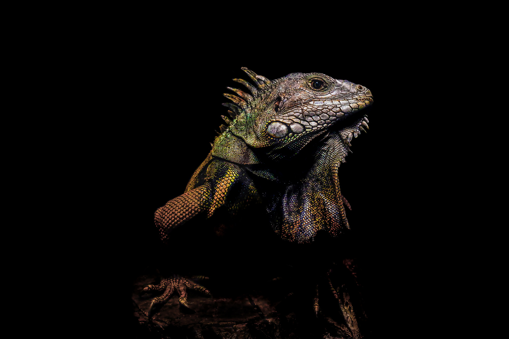 Grüner Leguan (Iguana iguana)