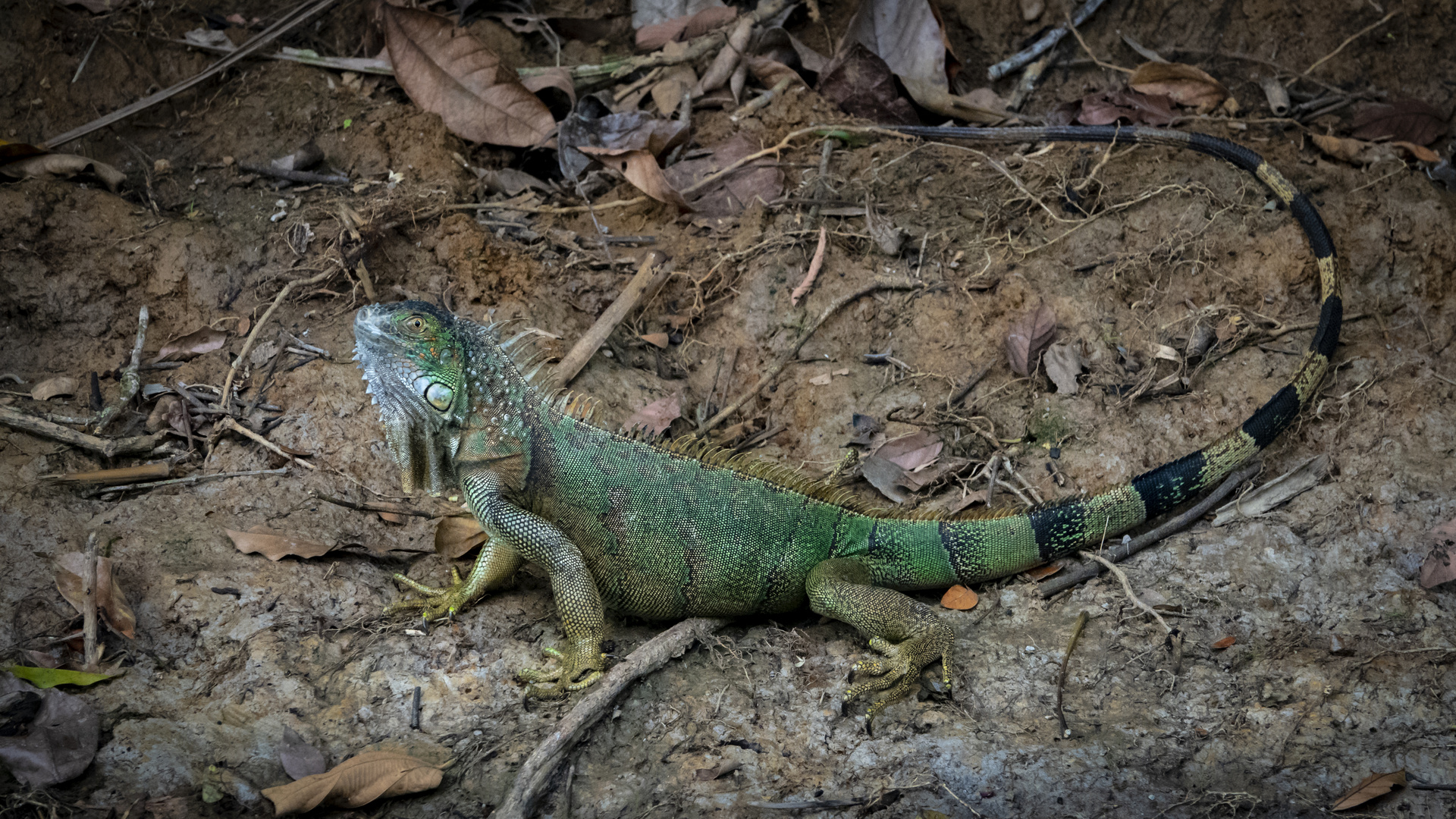 Grüner Leguan (Iguana iguana)