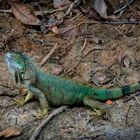 Grüner Leguan (Iguana iguana)