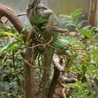 Grüner Leguan - Iguana iguana