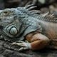 Grner Leguan (Iguana iguana)