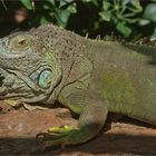 Grüner Leguan (Iguana iguana)