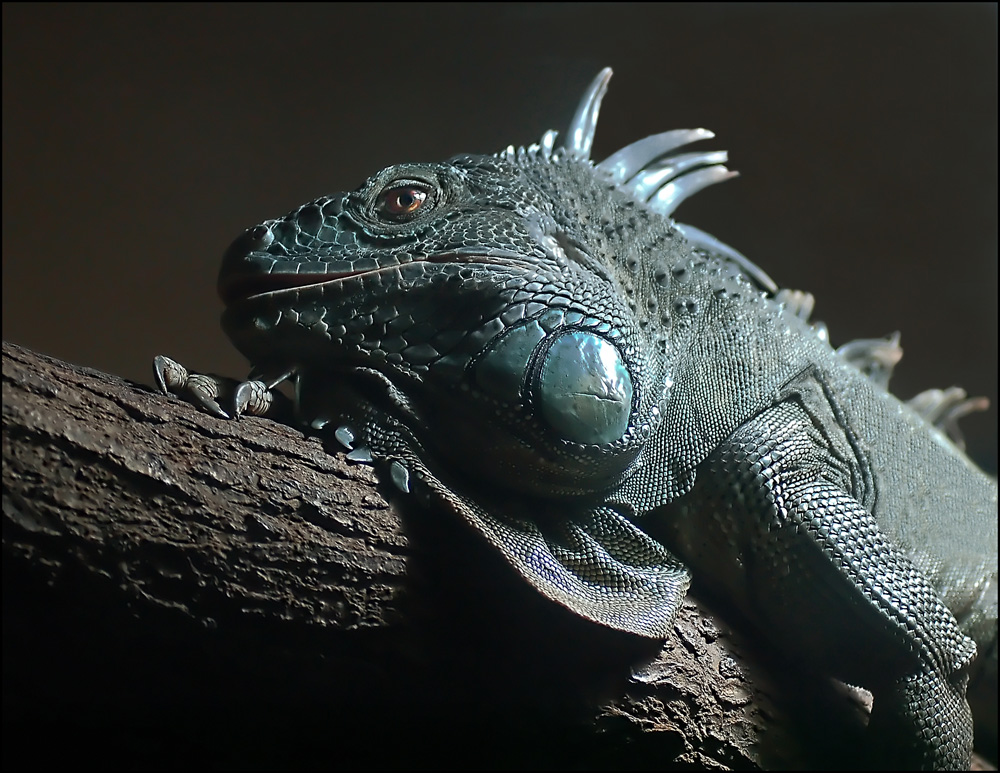 " Grüner Leguan (Iguana iguana) "