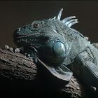 " Grüner Leguan (Iguana iguana) "