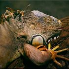 Grüner Leguan (Iguana Iguana)
