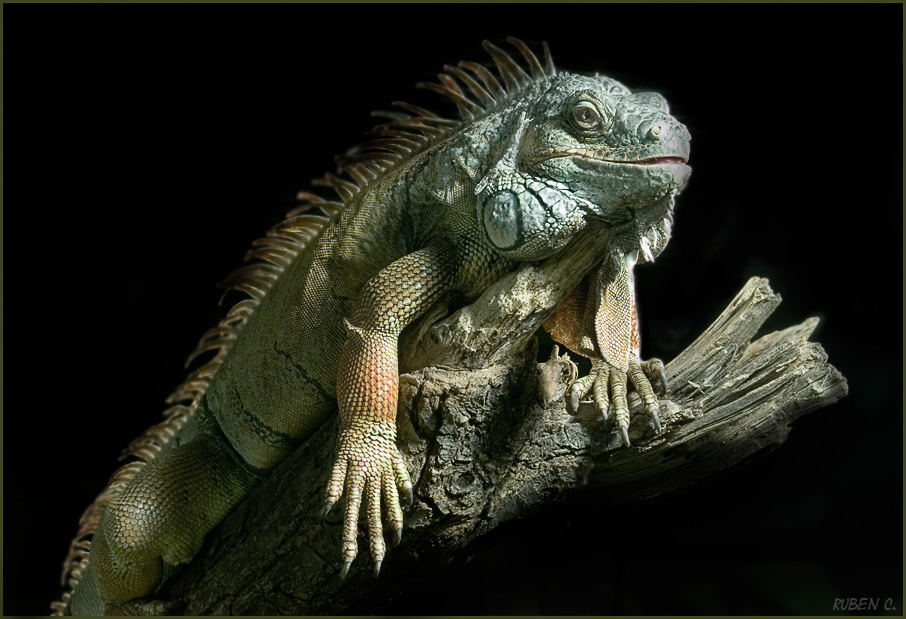 Grüner Leguan - Iguana iguana