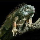 Grüner Leguan - Iguana iguana