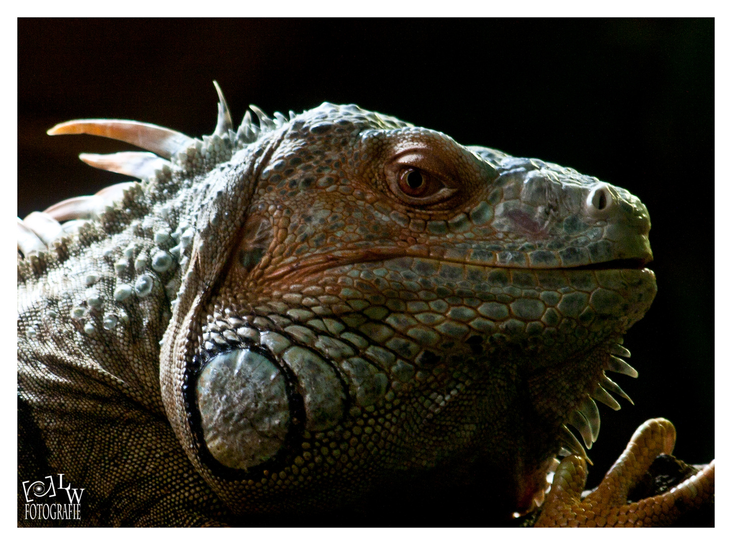 Grüner Leguan (Iguana iguana)