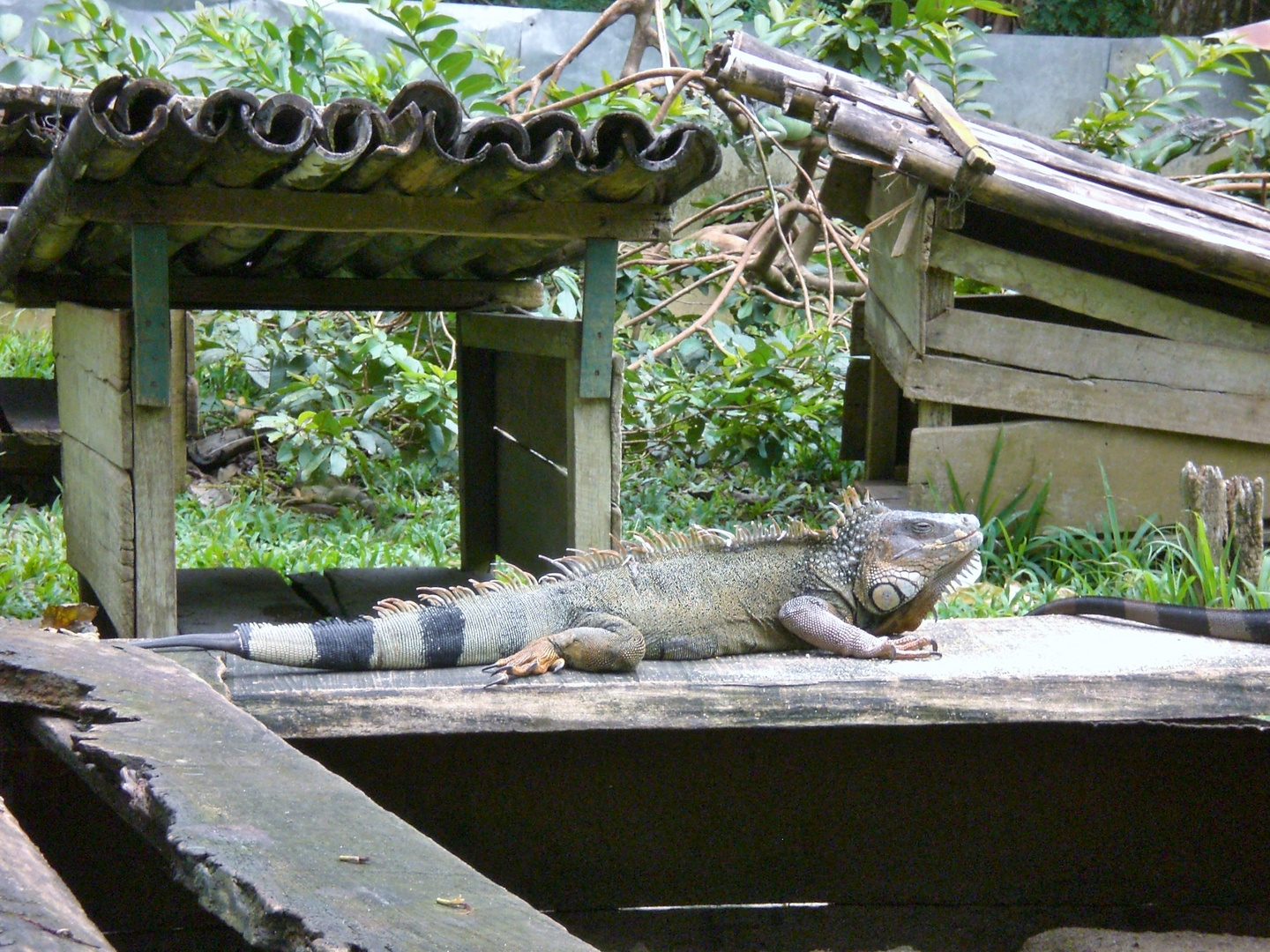 Grüner Leguan - Iguana iguana