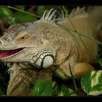 Grüner Leguan - (Iguana iguana)