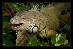 Grüner Leguan - (Iguana iguana)