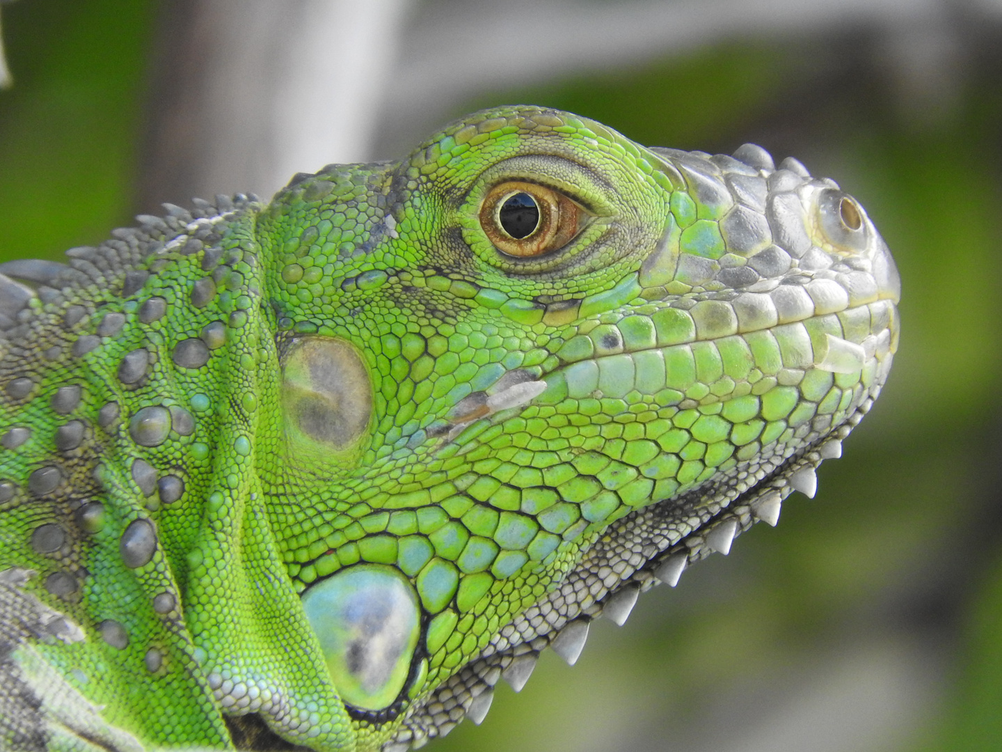 Grüner Leguan (Iguana iguana)