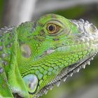 Grüner Leguan (Iguana iguana)