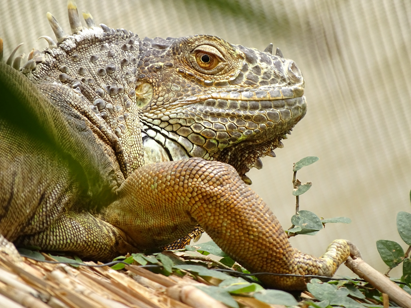 Grüner Leguan (Iguana iguana)