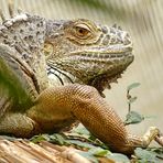 Grüner Leguan (Iguana iguana)