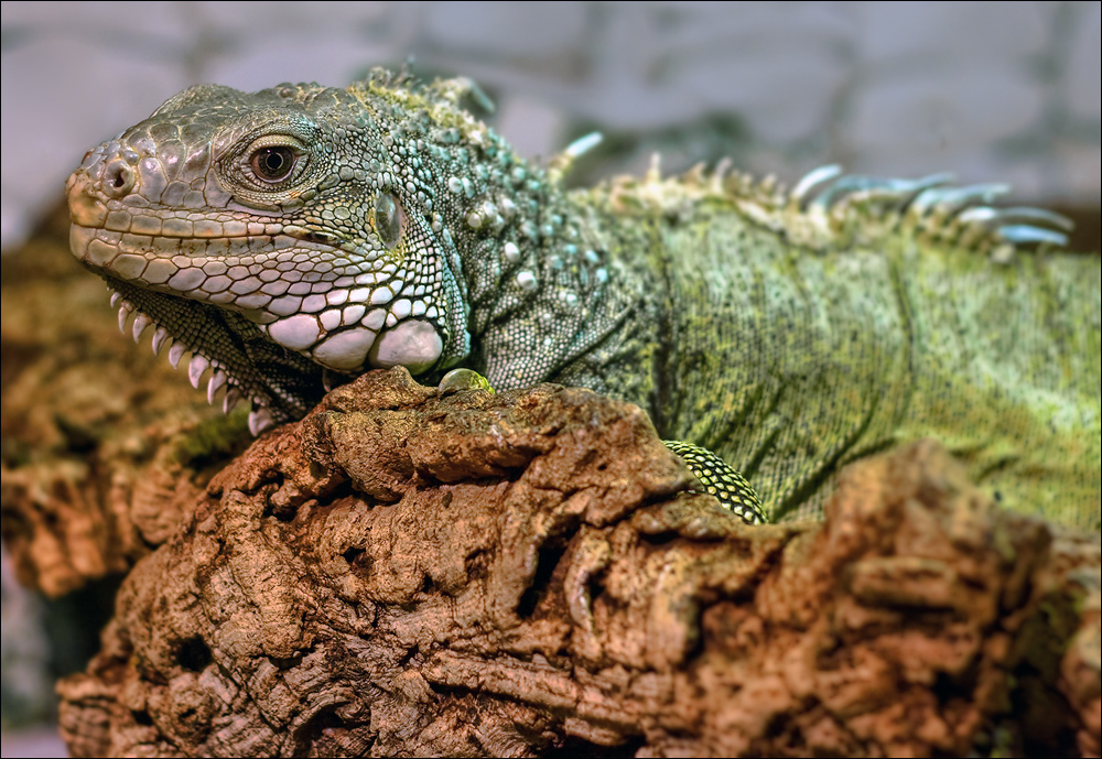 Grüner Leguan (Iguana iguana)