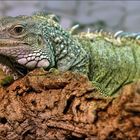 Grüner Leguan (Iguana iguana)