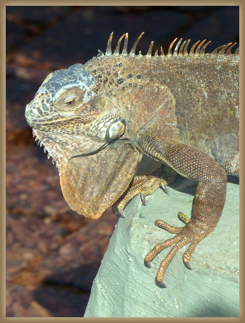 Grüner Leguan (Iguana iguana)