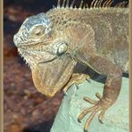 Grüner Leguan (Iguana iguana)