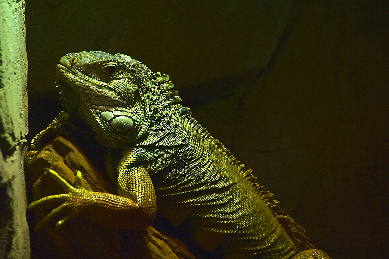 Grüner Leguan (Iguana iguana) 