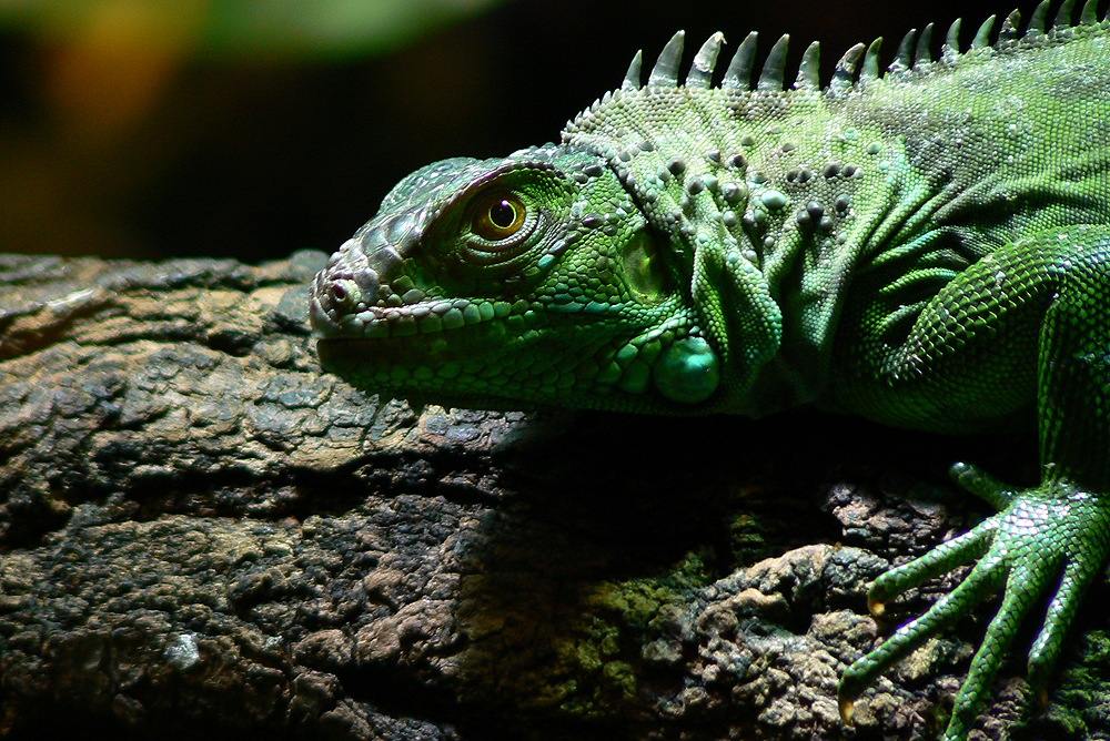 Grüner Leguan³ " Iguana iguana "