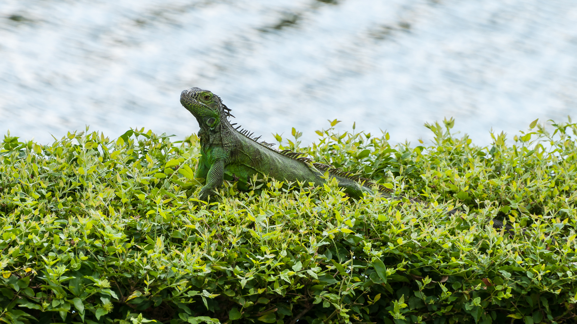 Grüner Leguan (Iguana Iguana)