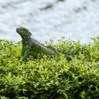 Grüner Leguan (Iguana Iguana)