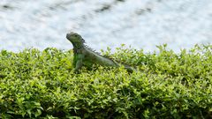 Grüner Leguan (Iguana Iguana)