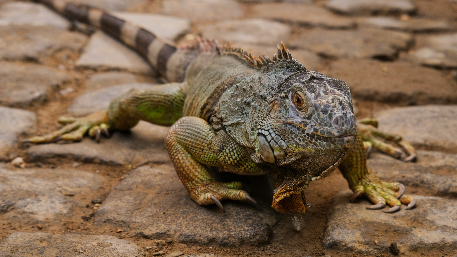 Grüner Leguan (Iguana iguana)