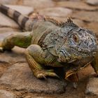 Grüner Leguan (Iguana iguana)