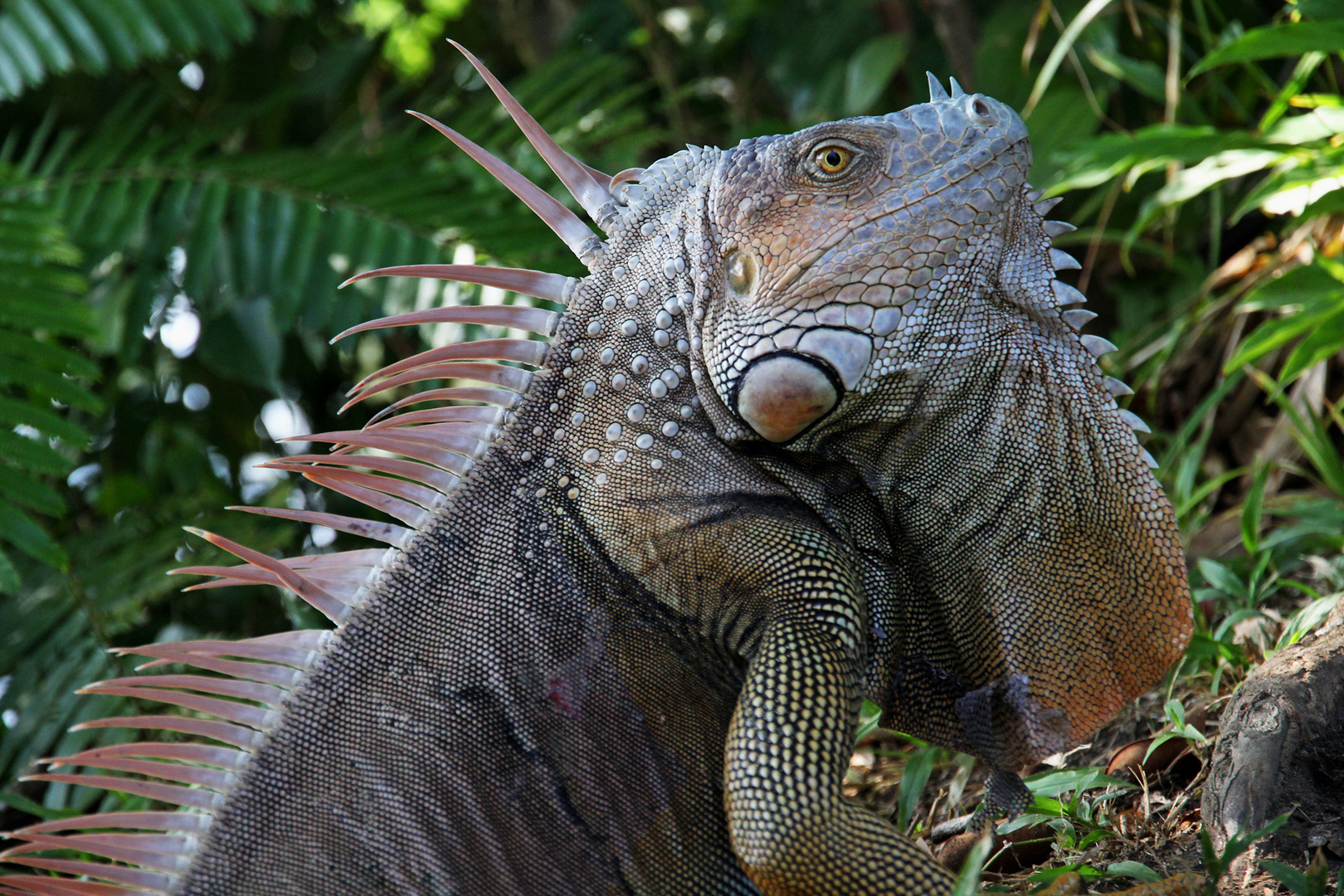 Grüner Leguan (Iguana iguana), Costa Rica