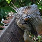 Grüner Leguan (Iguana iguana), Costa Rica