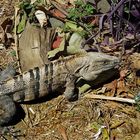   Grüner Leguan ( Iguana iguana ), 