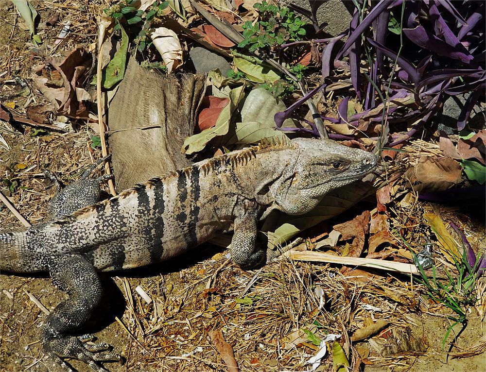   Grüner Leguan ( Iguana iguana ), 