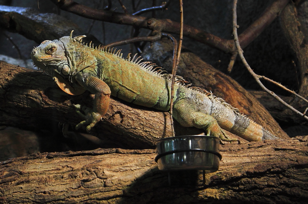 Grüner Leguan (Iguana iguana)