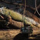 Grüner Leguan (Iguana iguana)